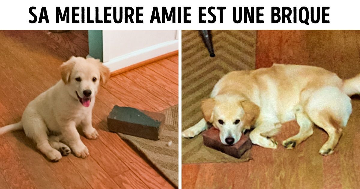20 Animaux qui ont exaspéré leurs maîtres sans se donner trop de mal 20 Animaux qui ont exaspéré leurs maîtres sans se donner trop de mal