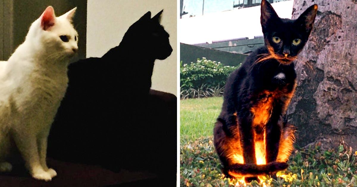 17 Photos qui prouvent que la vie est différente quand on a un chat noir à la maison 17 Photos qui prouvent que la vie est différente quand on a un chat noir à la maison
