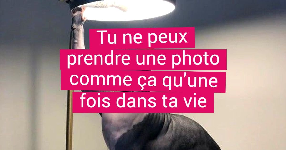 20 Personnes qui voulaient seulement prendre leur animal de compagnie en photo, mais qui ont réussi à en faire un chef-d’œuvre de la Renaissance