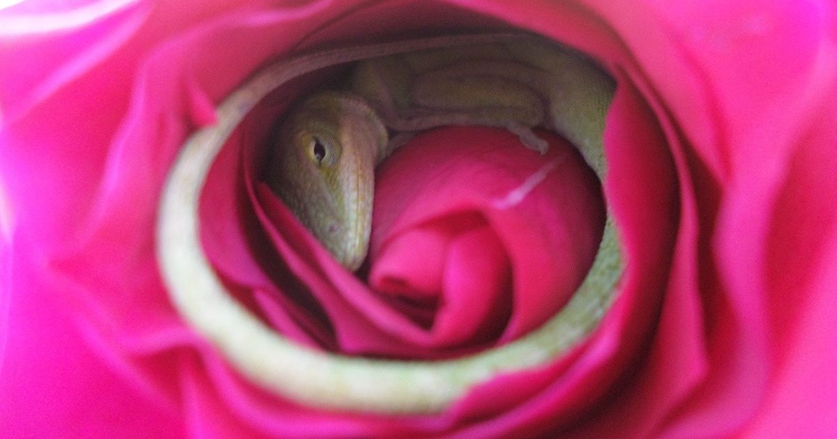 Un lézard s’est endormi dans une rose : ces photos égayeront ta journée Un lézard s’est endormi dans une rose : ces photos égayeront ta journée