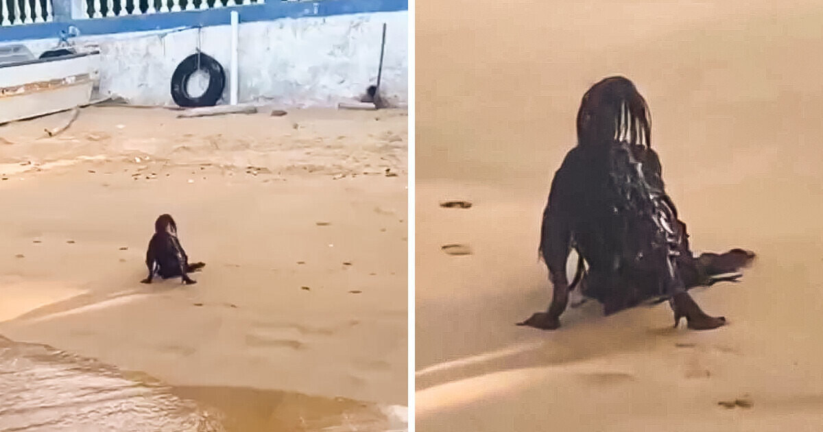 Des baigneurs filment une créature effrayante en plein jour au bord de la mer Des baigneurs filment une créature effrayante en plein jour au bord de la mer
