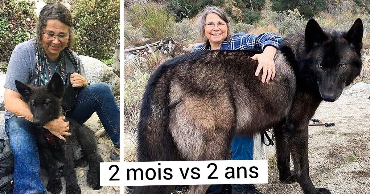15 Minuscules animaux de compagnie qui se sont transformés en doux géants