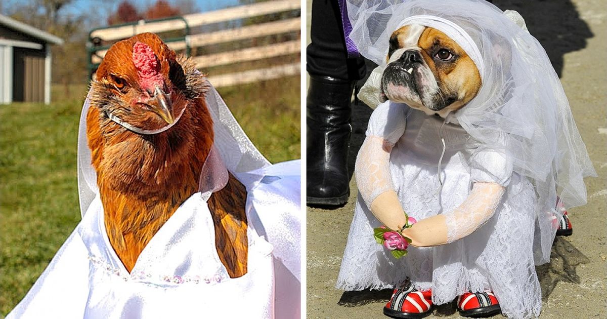 Ces 28 photos de mariages d’animaux sont sans doute meilleures que les nôtres...