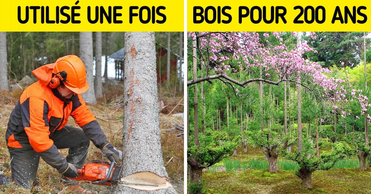 Comment les Japonais produisent du bois sans abattre les arbres