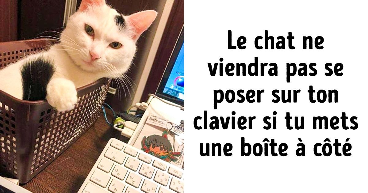 13 Astuces qui faciliteront la vie de tous ceux qui ont un animal de compagnie 13 Astuces qui faciliteront la vie de tous ceux qui ont un animal de compagnie