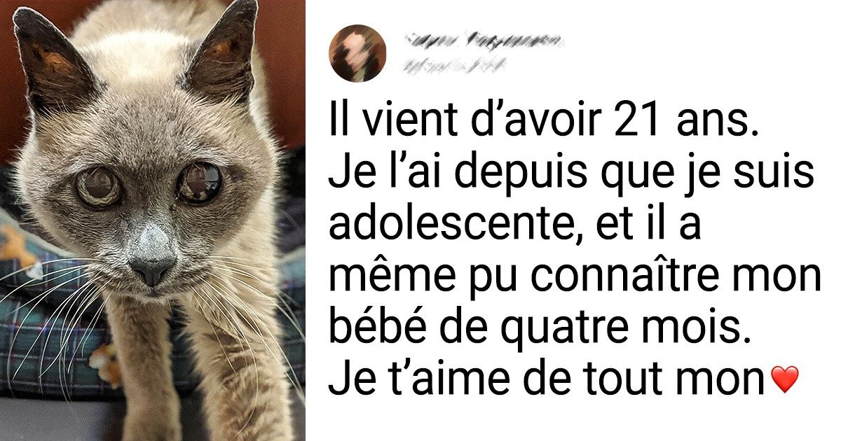 20 Vieux animaux de compagnie dont l’âge est proportionnel à l’amour qu’ils ont à offrir