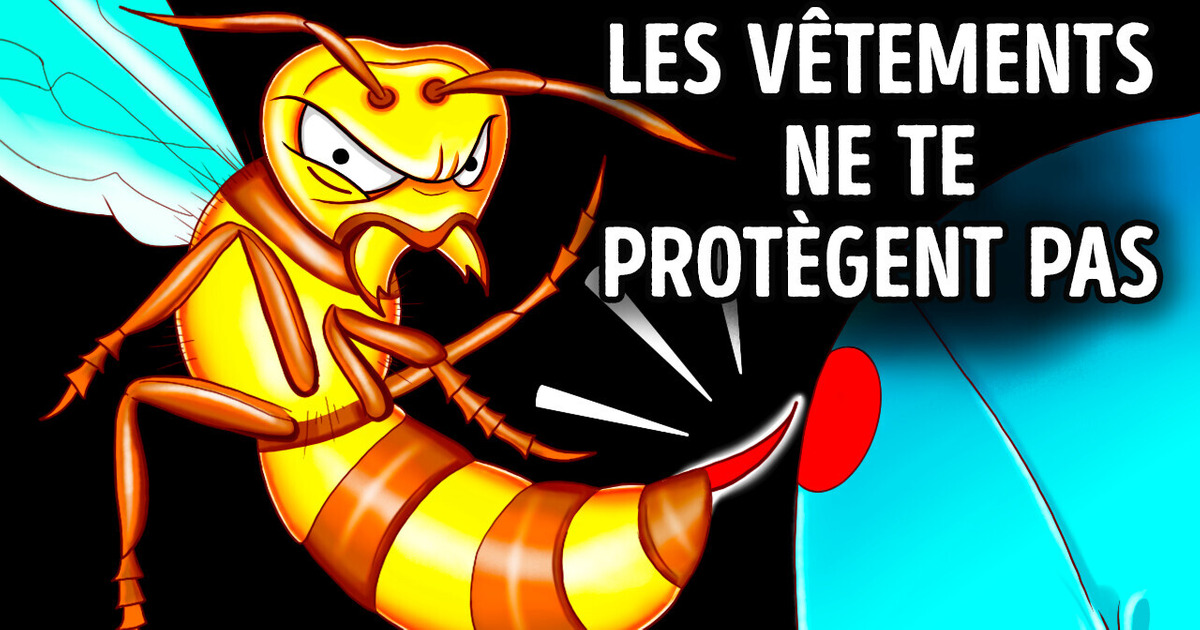 Ce qui se passe lorsqu’un frelon géant te pique