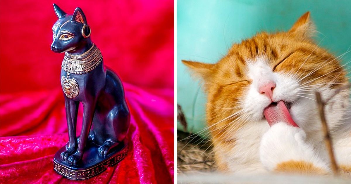 Comment les chats sont-ils passés de dieux égyptiens à nos animaux de compagnie ?