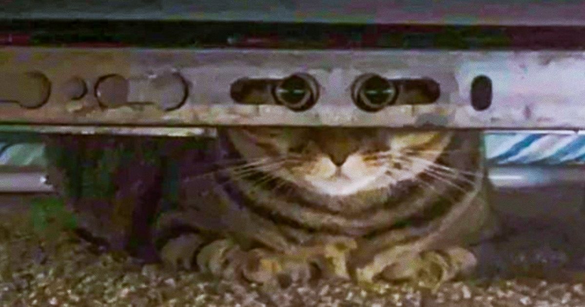 20 Boules de poils qui se sont prises pour des supers agents 007