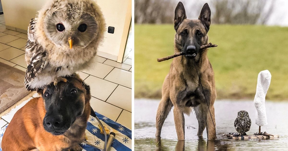 Des photos d’Ingo et Poldi, le chien et la chouette devenus des amis inséparables