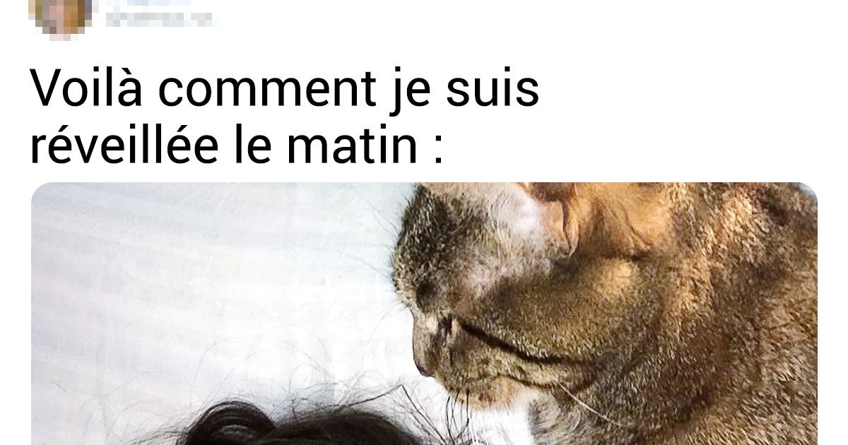15 Chats qui ne peuvent pas se passer une seule seconde de leurs maîtres bien-aimés
