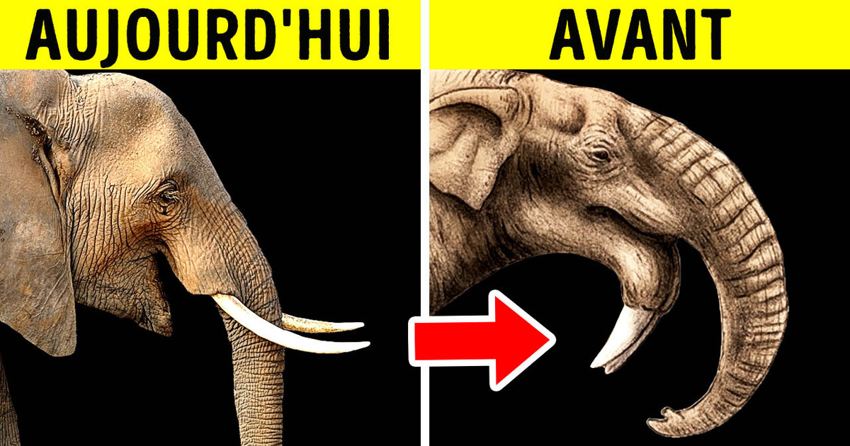 7 Animaux Anciens et Modernes Qui se Ressemblent Sans Être Apparentés