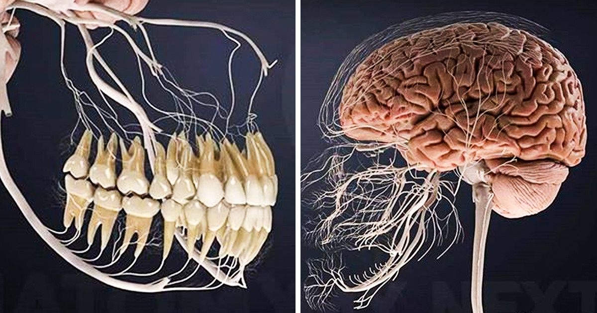 18 Faits inattendus sur ton corps qui expliquent beaucoup de choses
