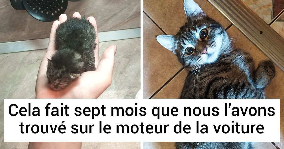 20+ Clichés touchants qui montrent à quel point nos amis poilus grandissent