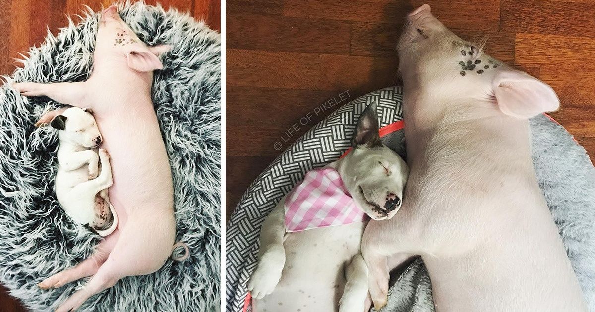 15 Adorables photos “avant et après” d’animaux qui ont grandi ensemble