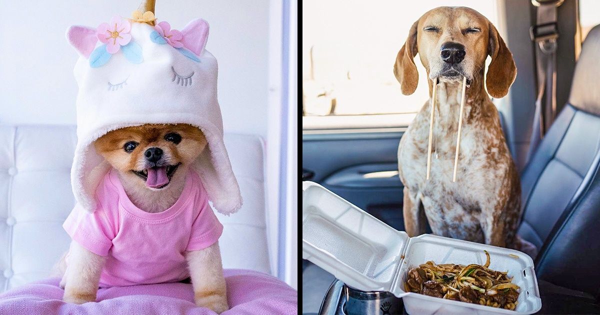 12 Chiens célèbres sur Instagram qui te feront fondre à coup sûr