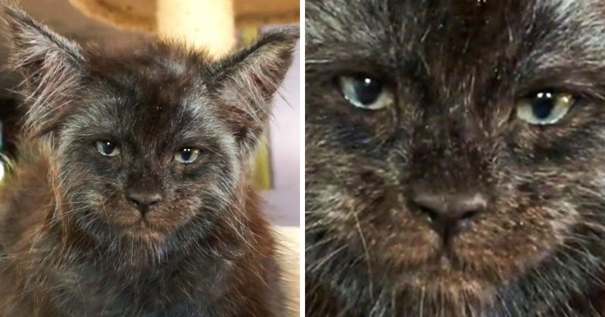 Une femme élève des Maine Coons uniques qui ressemblent étrangement à des humains