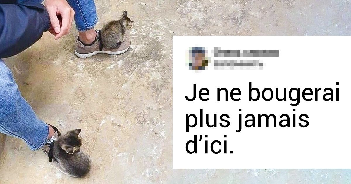 18 Boules de poils sans vergogne qui semblent ignorer qui est le patron à la maison