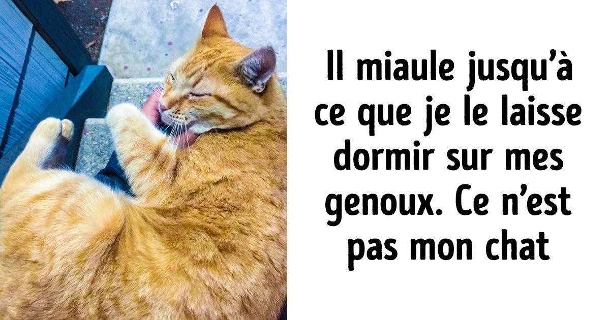 22 Photos qui prouvent que les animaux offrent 99 % d’amour