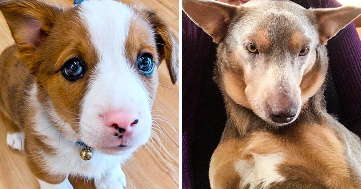 20+ Photos qui montrent ce qui arrive quand des chiens de différentes races tombent amoureux 20+ Photos qui montrent ce qui arrive quand des chiens de différentes races tombent amoureux