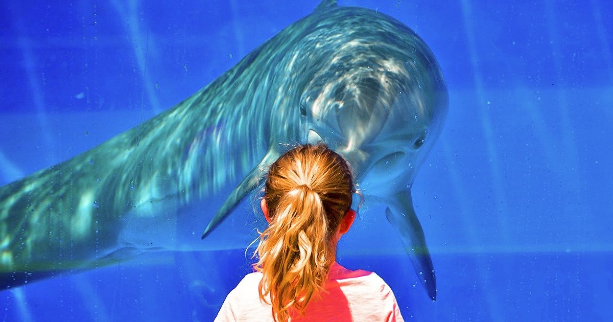 Le Canada a approuvé une loi qui interdit d’avoir certains animaux marins en captivité. Nous invitons le monde entier à suivre son exemple ! Le Canada a approuvé une loi qui interdit d’avoir certains animaux marins en captivité. Nous invitons le monde entier à suivre son exemple !