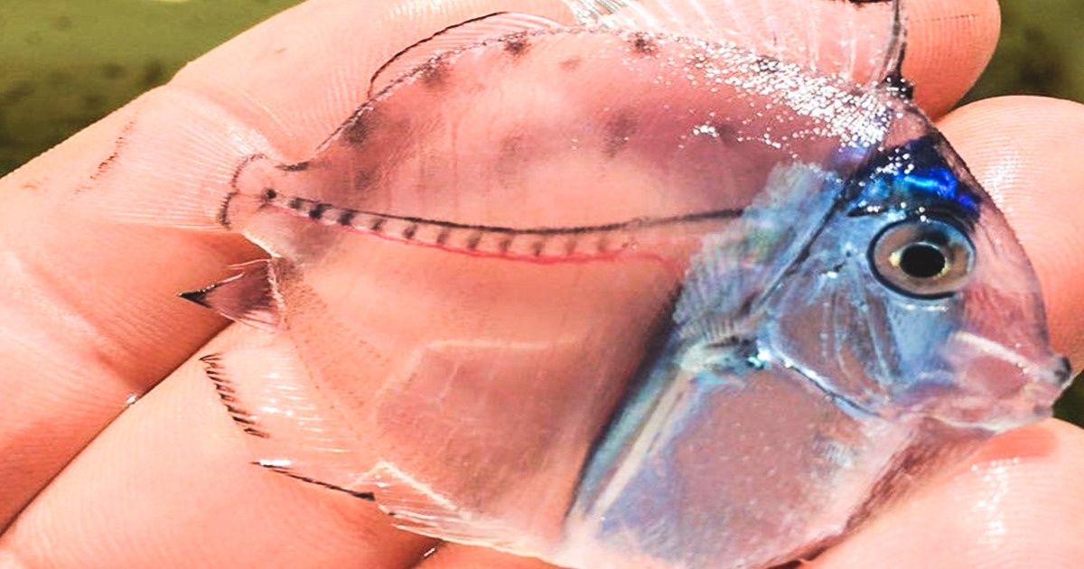 20 Animaux qui semblent tout droit sortis d’un film fantastique 20 Animaux qui semblent tout droit sortis d’un film fantastique
