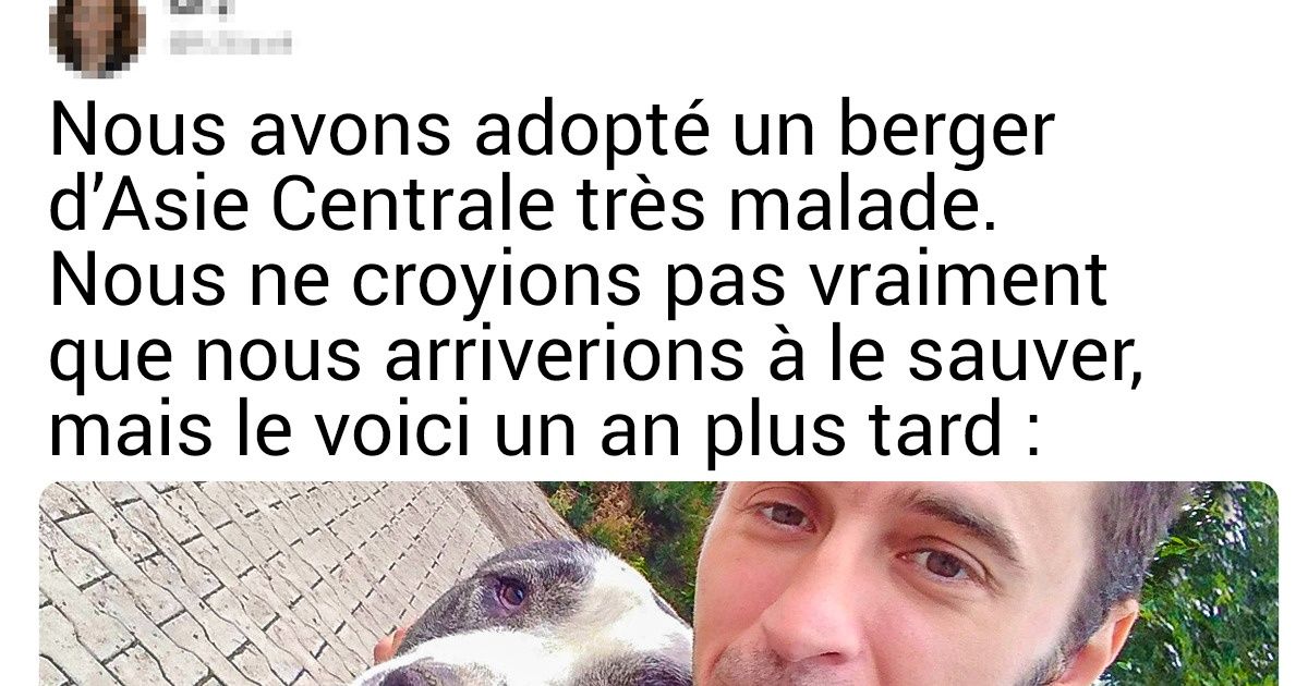 16 Histoires touchantes sur des animaux qui ont trouvé la force de croire à nouveau en l’humain