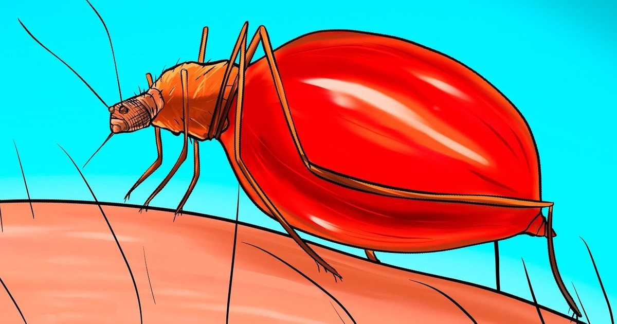 Qu’Arrive-t-il à ton Corps Lorsqu’un Moustique te Pique