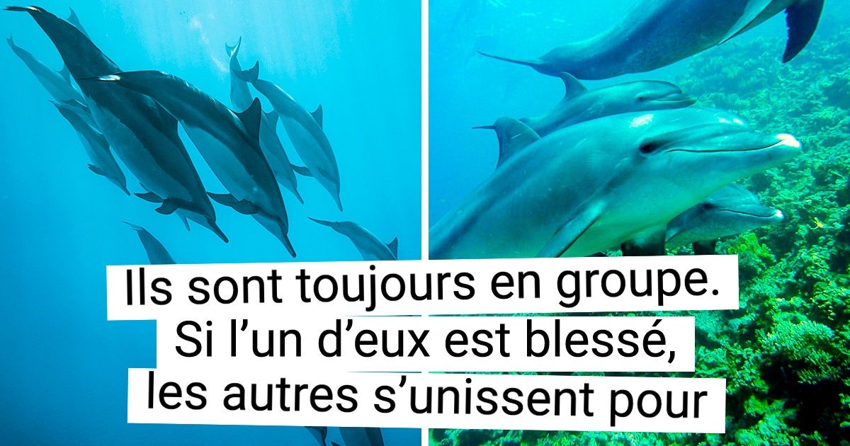 12 Infos sur les dauphins qui nous font voir leur intelligence sous un autre angle (et on ne peut que les aimer encore plus)