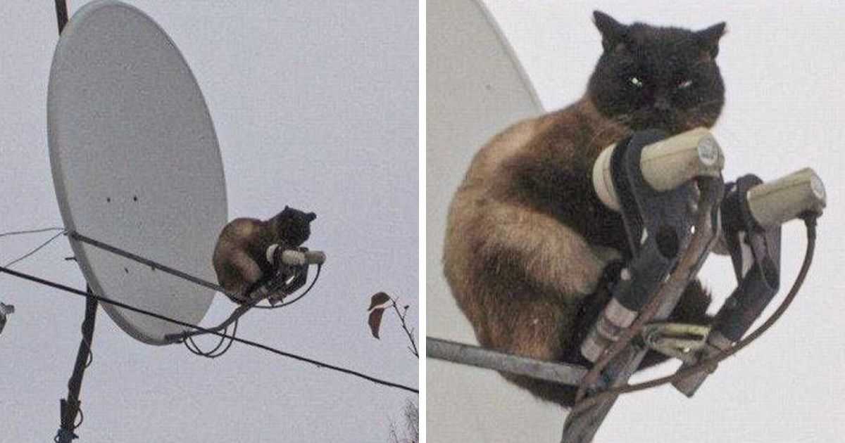 17 Animaux qui ont pris les choses en main parce qu’ils s’ennuyaient chez eux