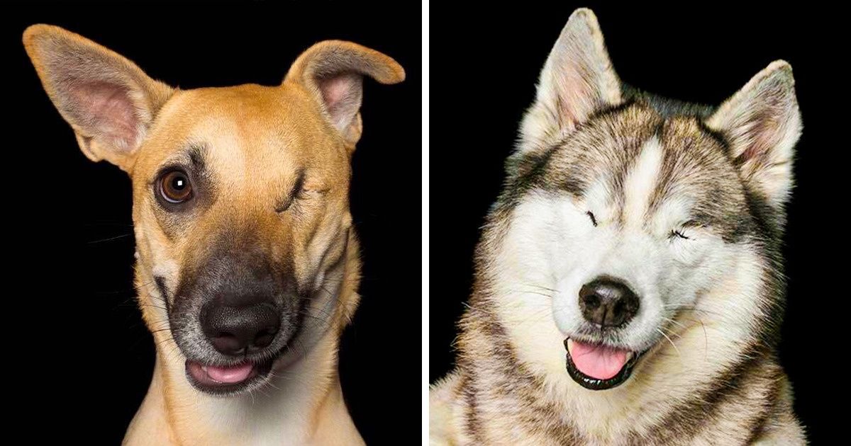 Une photographe capte la beauté des animaux “imparfaits” pour les aider à trouver un nouveau foyer