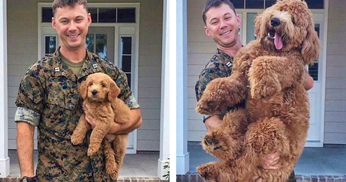 10+ Adorables photos de chiots qui ont grandi trop vite