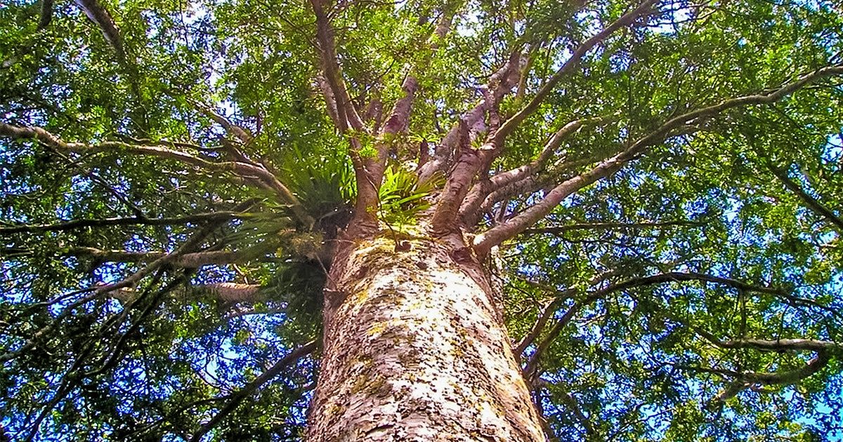Un tronc d’arbre qui devrait être mort survit grâce au soutien des autres arbres qui l’entourent Un tronc d’arbre qui devrait être mort survit grâce au soutien des autres arbres qui l’entourent