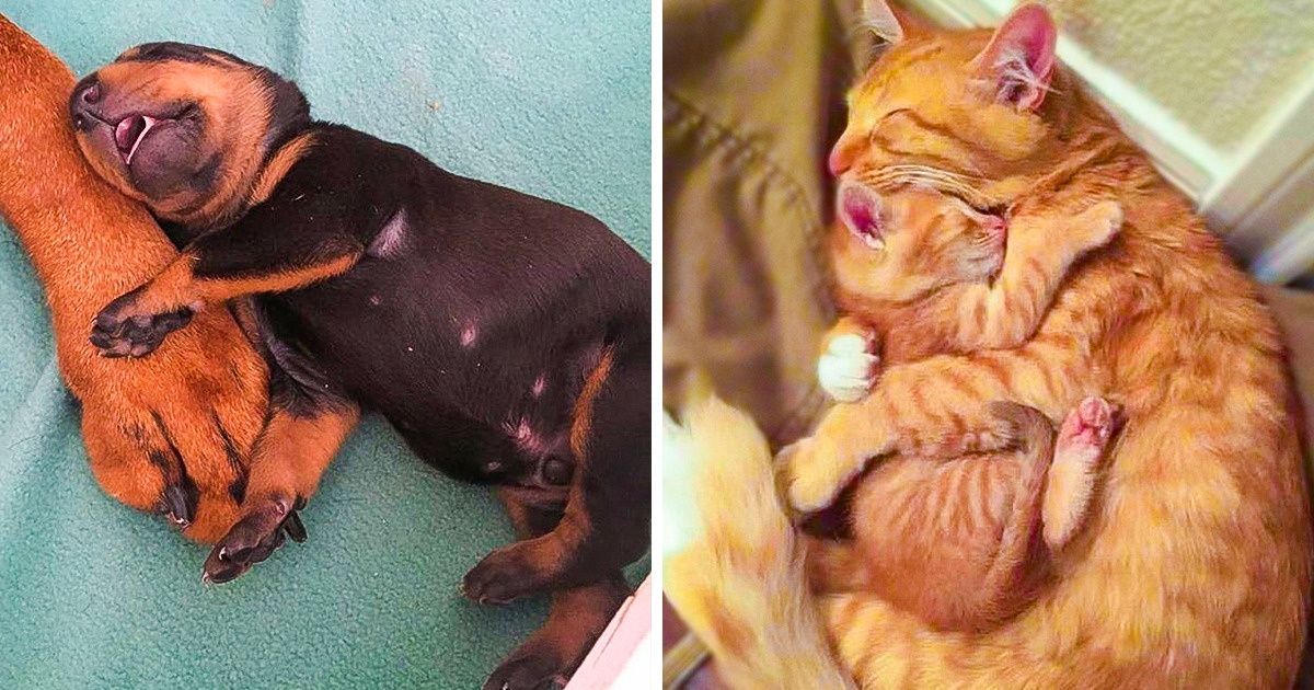 20 Photos qui prouvent que l’endroit le plus sûr au monde est aux côtés de ta maman