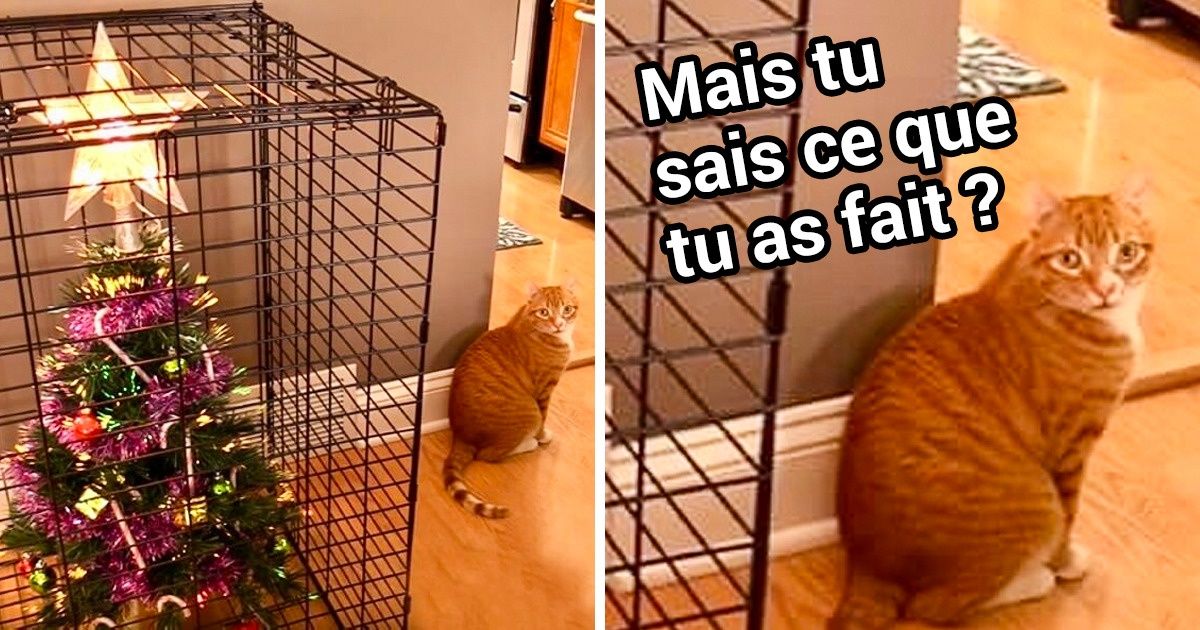 20+ Animaux qui t’aideront à sentir la magie de Noël immédiatement