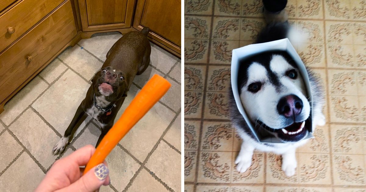 Les internautes ont révélé ce que leurs animaux de compagnie adorent, démontrant que l’amour défie toute logique