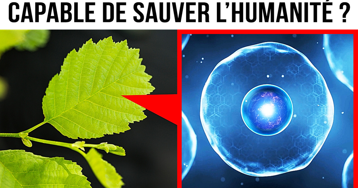 La Langue la Plus Complexe au Monde Pourrait Sauver des Millions de Vies