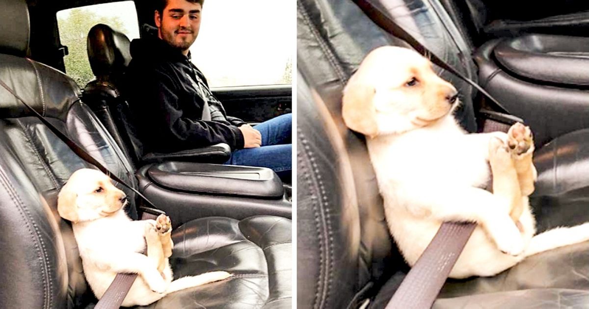 Ces 27 photos de chats et de chiens te feront oublier tous tes problèmes !