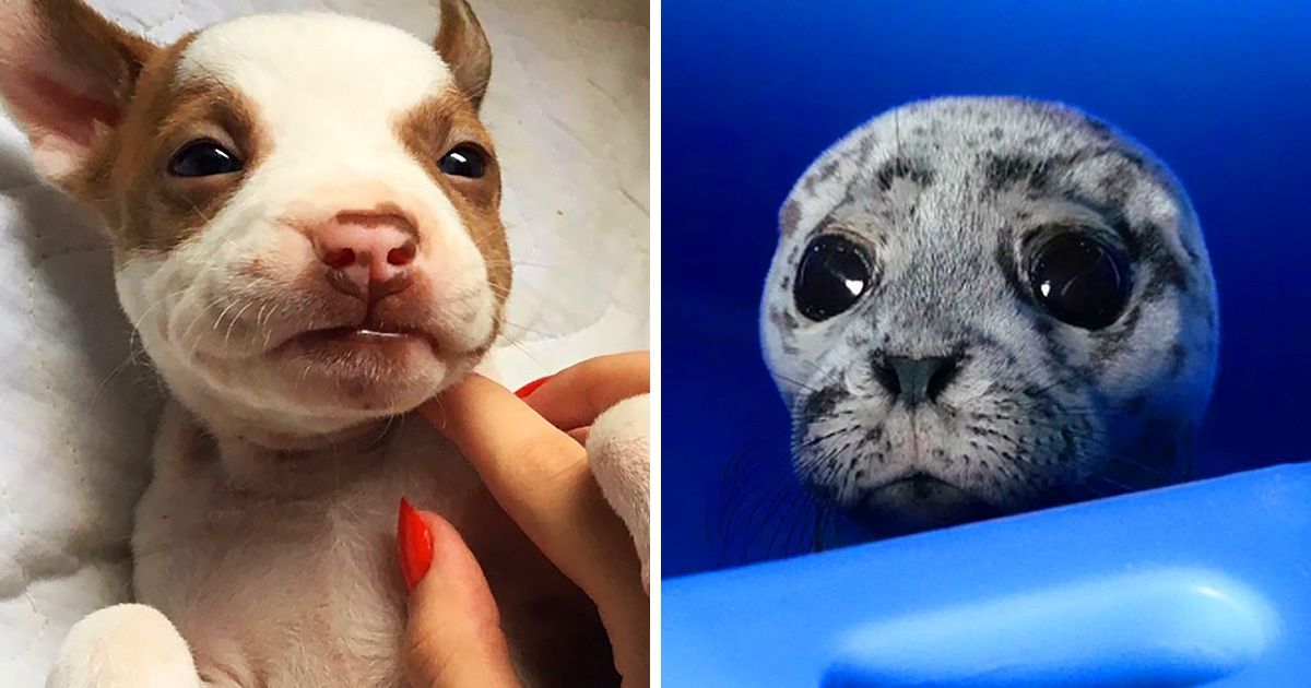 28 bébés animaux qui vont te remonter le moral !