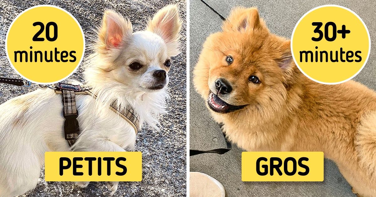 10 Choses qu’il faut à tout prix savoir pour que promener notre chien soit une expérience plus simple et agréable