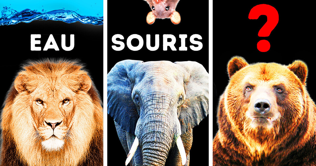 4 Animaux qui ont peur de choses inattendues