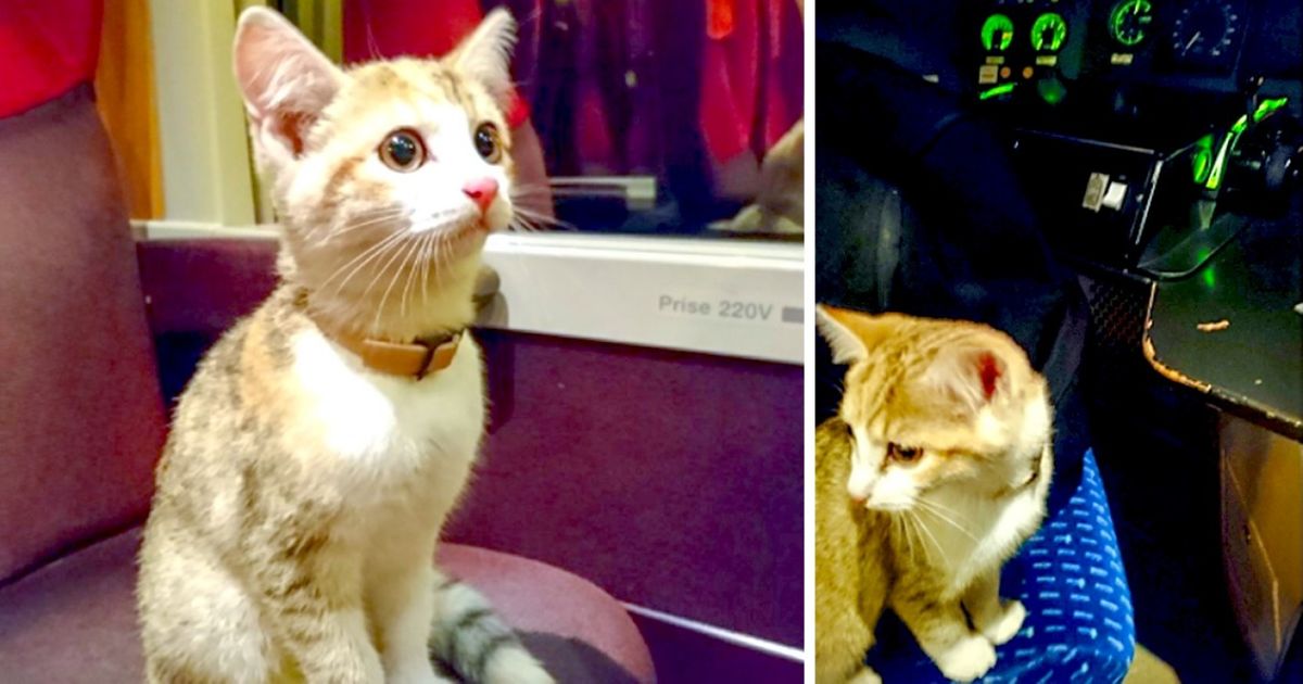 Ce petit chat perdu a parcouru 20 km en train pour retrouver sa propriétaire