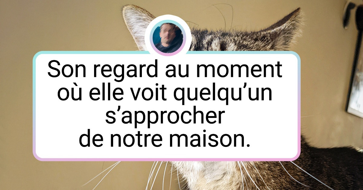 20 Animaux de compagnie aux mimiques dignes des plus grands acteurs de théâtre