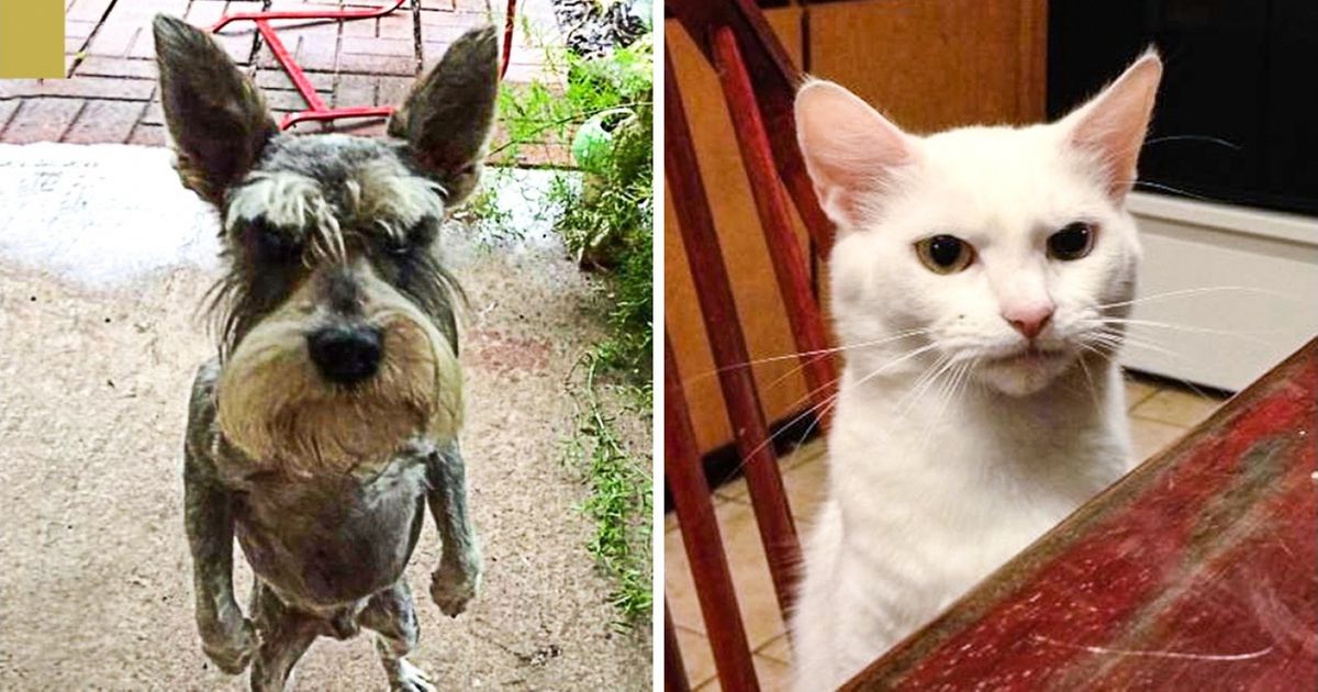 Ces 20 animaux attachants décrivent parfaitement l’état d’esprit dans lequel nous nous trouvons à la fin de chaque semaine de travail Ces 20 animaux attachants décrivent parfaitement l’état d’esprit dans lequel nous nous trouvons à la fin de chaque semaine de travail