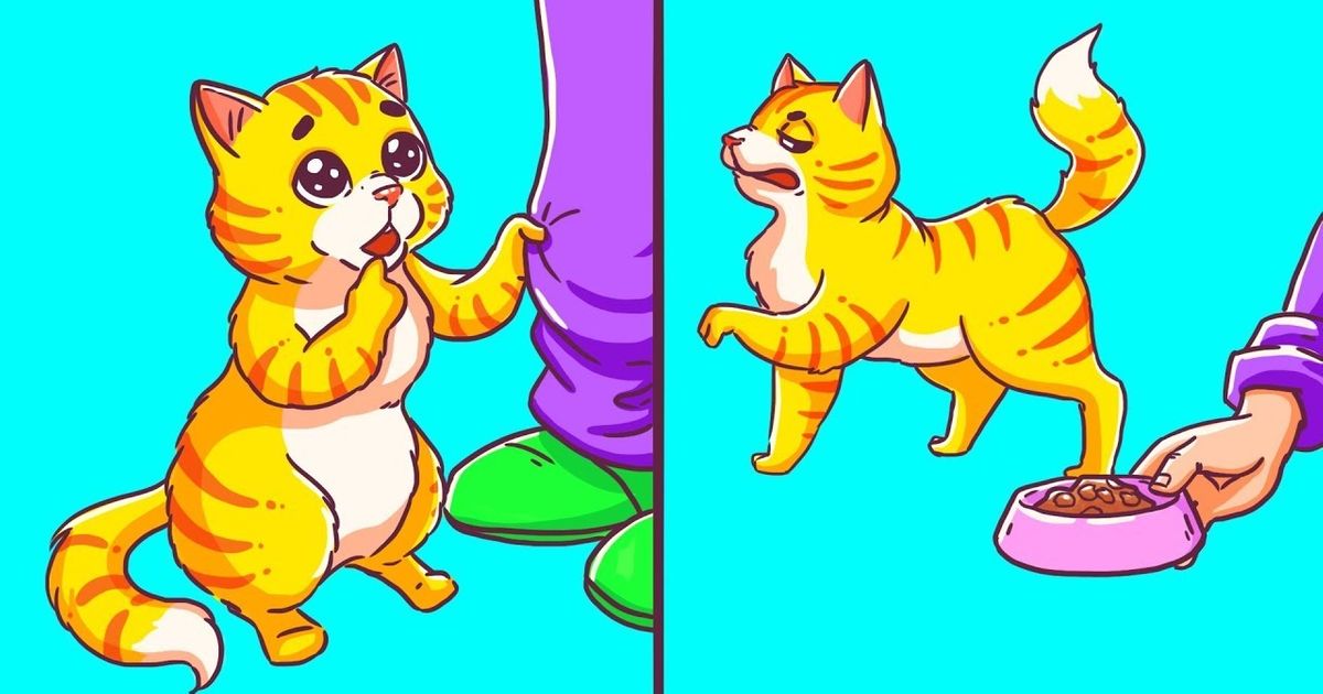 11 comportements étranges de ton chat et les raisons pour lesquelles il fait cela 11 comportements étranges de ton chat et les raisons pour lesquelles il fait cela