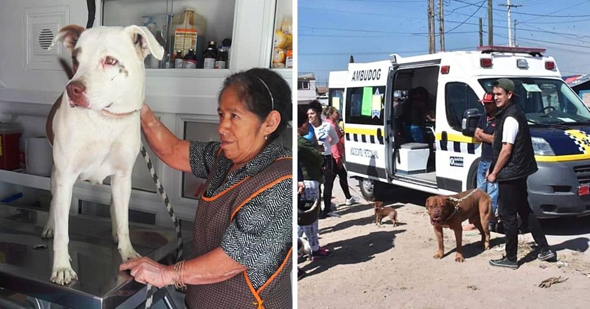 Voici Ambudog, la première ambulance gratuite pour les animaux sans abri au Mexique