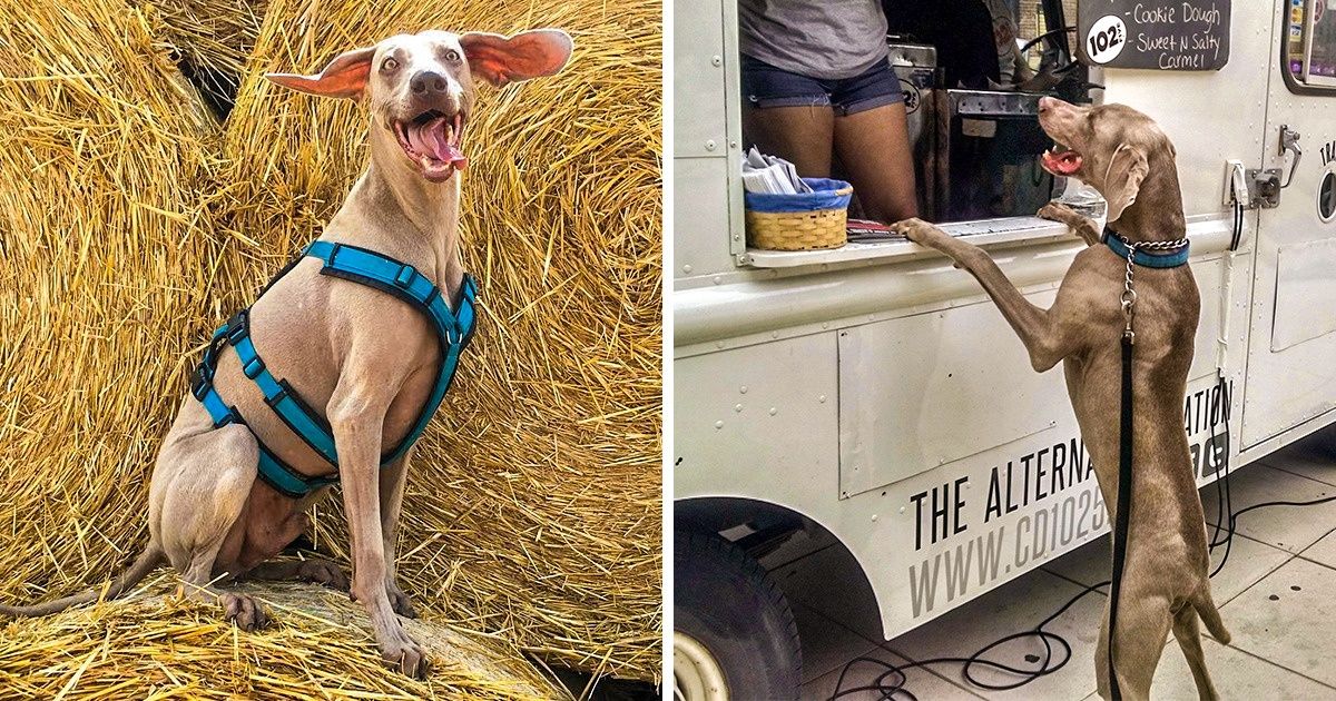 30 Choses des Braques de Weimar qui feront fondre ton cœur