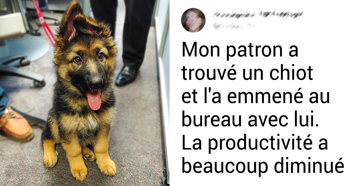 20 Bergers allemands qui ont fait fondre nos cœurs et égayé notre journée