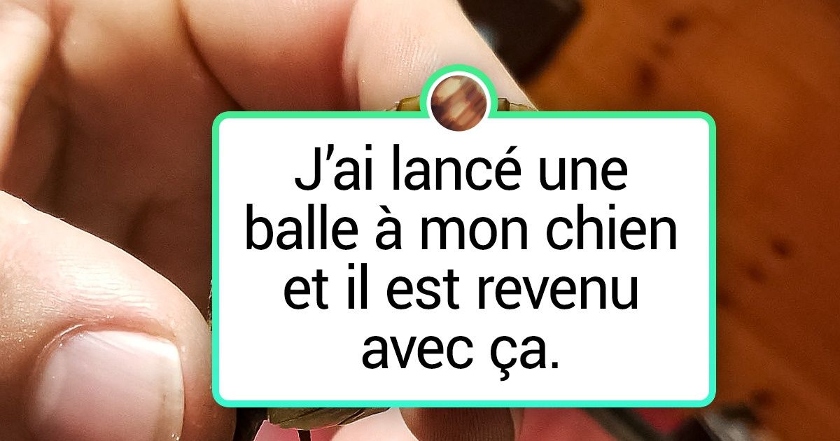 20 Généreux animaux domestiques qui veulent toujours le meilleur pour leur humain