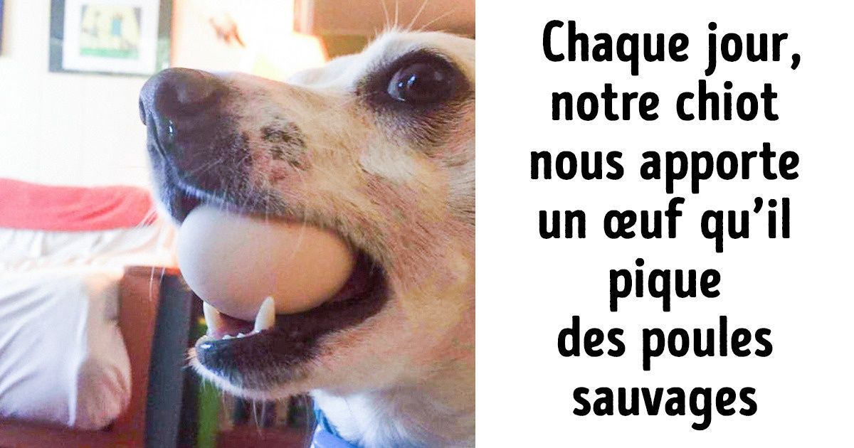 19 Trésors apportés par les animaux à leurs maîtres